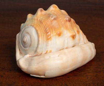 Lot 105 - A Victorian carved shell