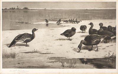 Lot 73 - Archibald Thorburn (1860-1935) Geese on a...