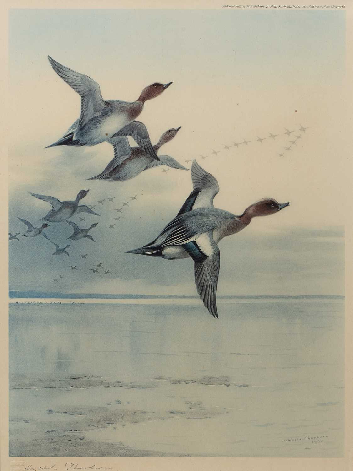 Lot 74 - Archibald Thorburn (1860-1935) Wigeon in...