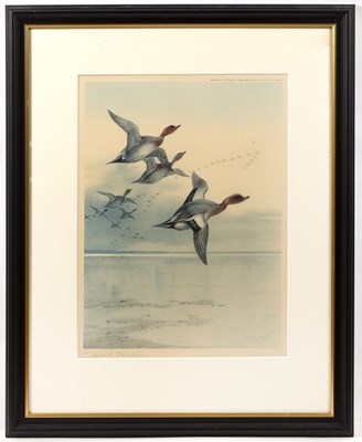 Lot 74 - Archibald Thorburn (1860-1935) Wigeon in...