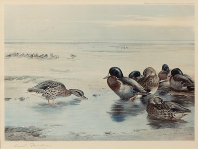 Lot 74 - Archibald Thorburn (1860-1935) Wigeon in...