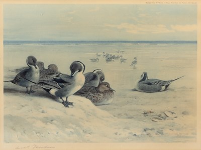 Lot 74 - Archibald Thorburn (1860-1935) Wigeon in...