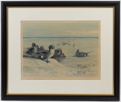 Lot 74 - Archibald Thorburn (1860-1935) Wigeon in...