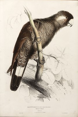 Lot 75 - After Edward Lear Calyptorhynchus Baudinii...