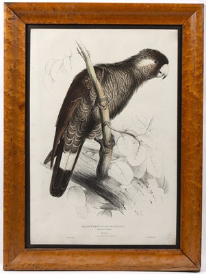 Lot 75 - After Edward Lear Calyptorhynchus Baudinii...