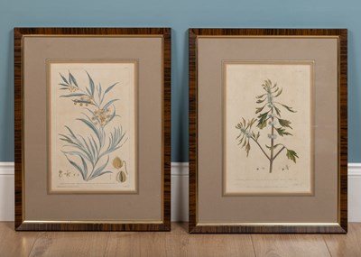 Lot 2 - A pair of framed botanical watercolour prints,...