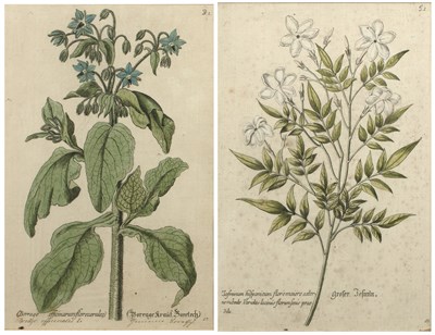 Lot 115 - Pair of antiquarian botanical engravings...