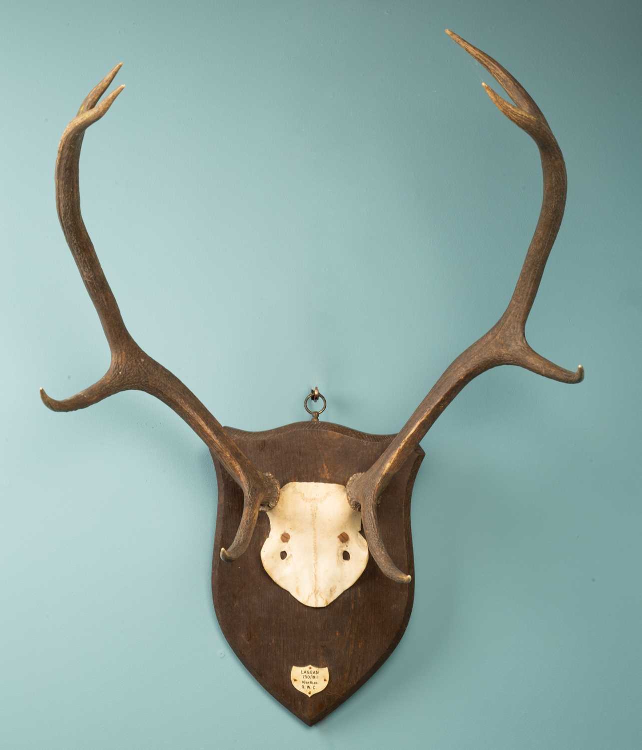 Lot 65 - A taxidermy skull with antlers mounted on a wooden plaque
