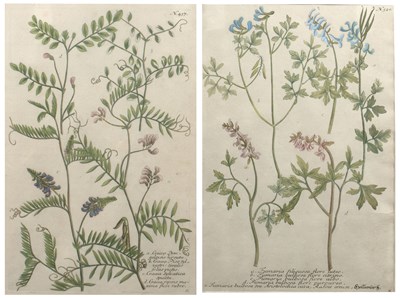 Lot 102 - Set of five of antiquarian Weinmann botanical...