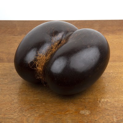 Lot 370 - Coco de Mer nut (Lodoicea Maldivica), 23cm x...