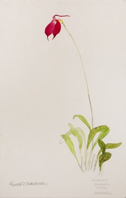 Lot 281 - Elizabeth Blackadder (1931-2021) Orchidaceae,...