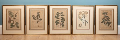 Lot 120 - A set of five similar gilt framed botanical watercolour prints