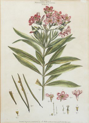 Lot 212 - A pair of late 18th century botanical...