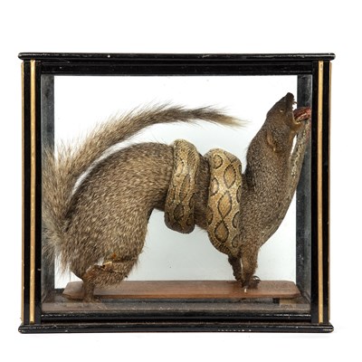 Lot 153 - An antique taxidermic mongoose and snake...