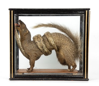 Lot 153 - An antique taxidermic mongoose and snake...