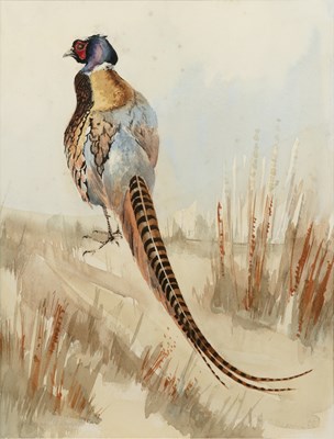 Lot 167 - David Cullearn (20th century) A pheasant in a...