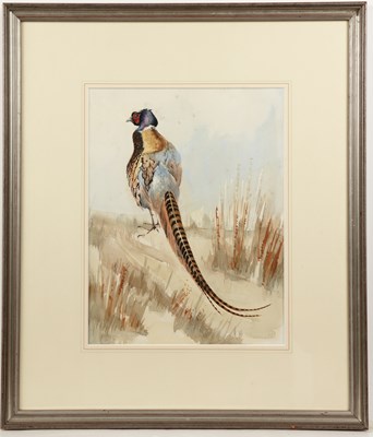Lot 167 - David Cullearn (20th century) A pheasant in a...