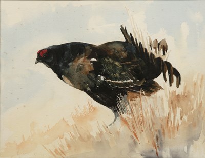 Lot 167 - David Cullearn (20th century) A pheasant in a...