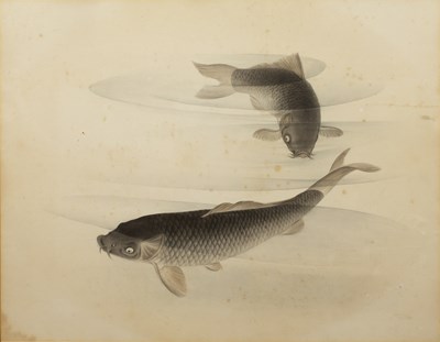Lot 507 - Watercolour study of carp Japanese, circa...
