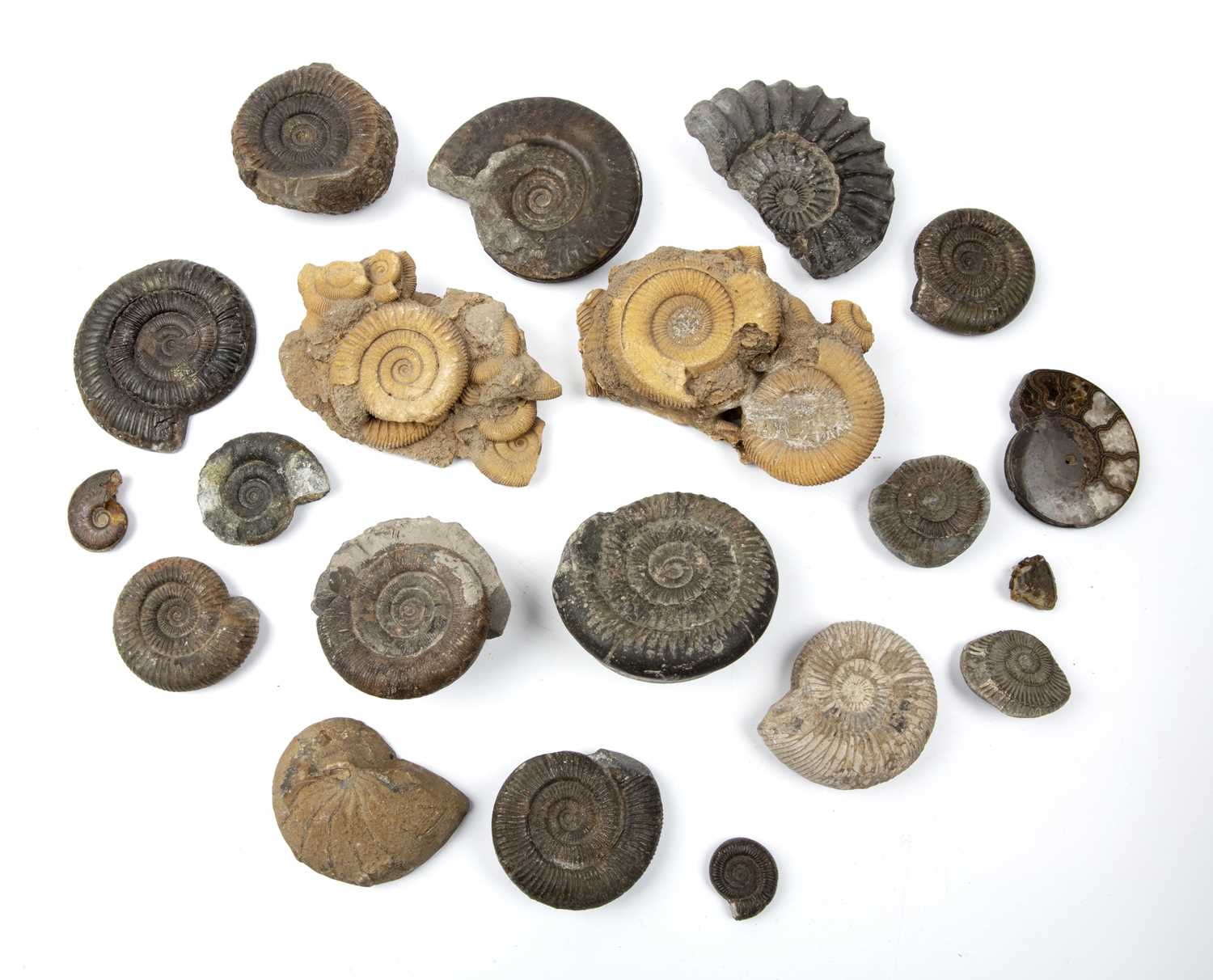 Lot 271 - A group of Ammonite fossils of various form...