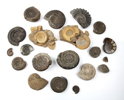 Lot 271 - A group of Ammonite fossils of various form...
