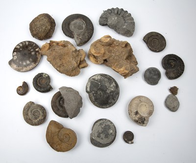 Lot 271 - A group of Ammonite fossils of various form...