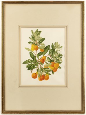 Lot 262 - Elsie Margaret Stones (1920-2018) A study of a...