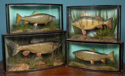 Lot 462 - A group of four early 20th century preserved fish in bow fronted cases