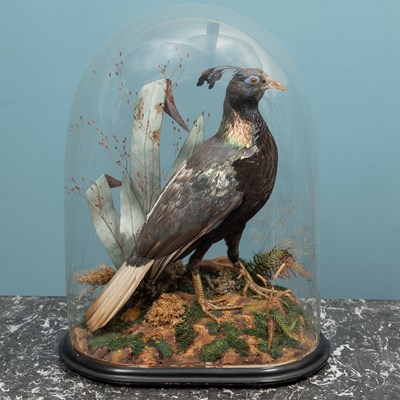 Lot 458 - An antique taxidermy Himalayan monal pheasant