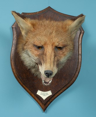 Lot 511 - A mid-20th century Rowland Ward fox mask on an oak shield