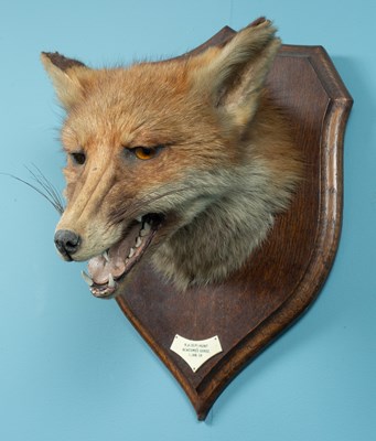 Lot 511 - A mid-20th century Rowland Ward fox mask on an oak shield