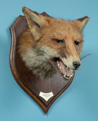 Lot 511 - A mid-20th century Rowland Ward fox mask on an oak shield