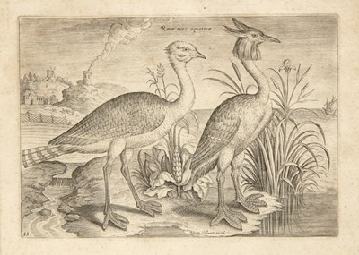 Lot 66 - Adrian Collaert Rarae aues aquatica, engraving,...