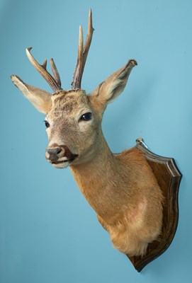 Lot 333 - A taxidermic roe buck head