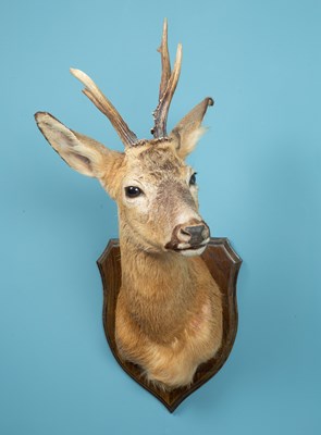 Lot 333 - A taxidermic roe buck head