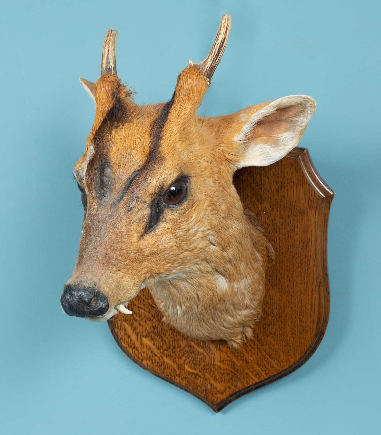 Lot 371 - A taxidermic muntjac head