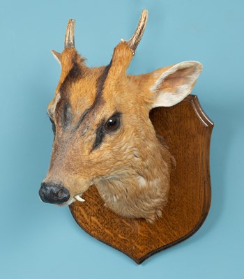 Lot 371 - A taxidermic muntjac head