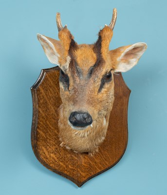 Lot 371 - A taxidermic muntjac head