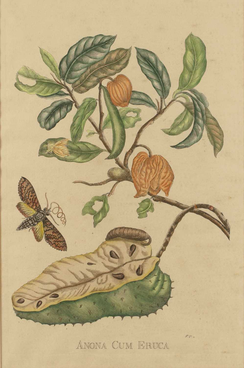 Lot 97 - After Pieter Sluyter 'Anona Cum Eruca',...