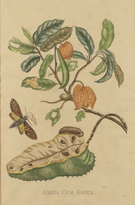 Lot 97A - After Pieter Sluyter 'Anona Cum Eruca',...