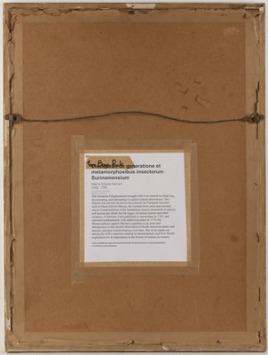 Lot 97 - After Pieter Sluyter 'Anona Cum Eruca',...