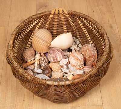 Lot 365 - A basket of decorative shells