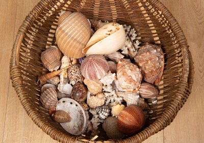 Lot 365 - A basket of decorative shells