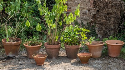 Lot 1212 - A collection of eight various terracotta flower pots