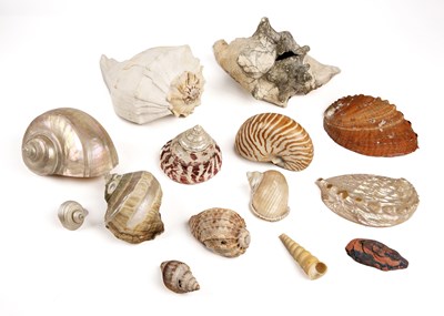 Lot 206 - A collection of shells to include a conch