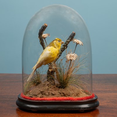 Lot 50 - An antique taxidermy canary