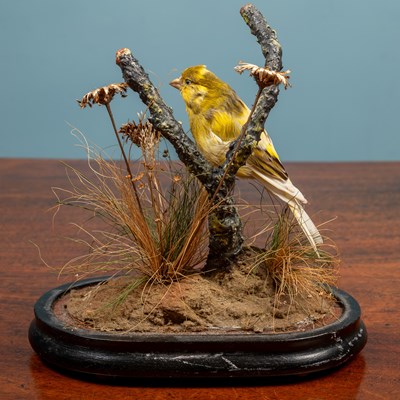 Lot 50 - An antique taxidermy canary
