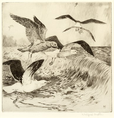 Lot 300 - Winifred Austen (1876-1964) Black Backed Gulls...