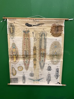 Lot 577 - A large collection of German educational posters on anatomy and biology