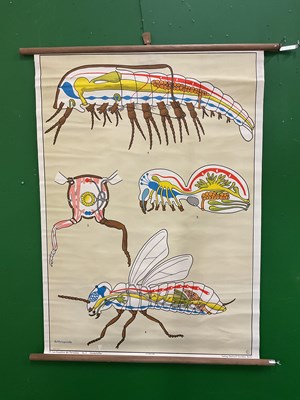 Lot 577 - A large collection of German educational posters on anatomy and biology